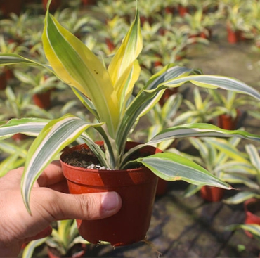 儋州金边铁-植物租赁