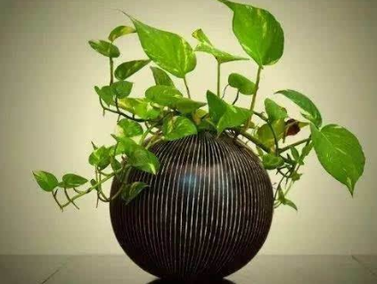 植物景观