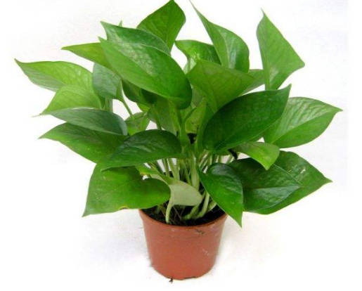 植物租赁 植物租赁