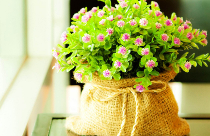 室内观叶植物 室内观叶植物