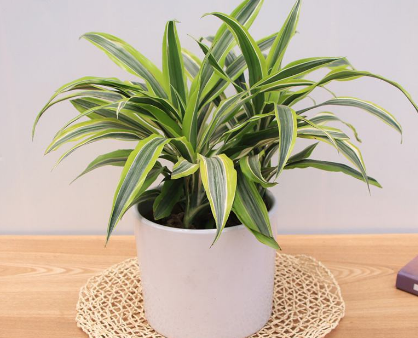 植物租摆 植物租摆