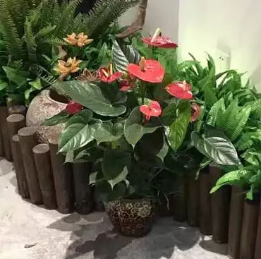 植物租赁公司