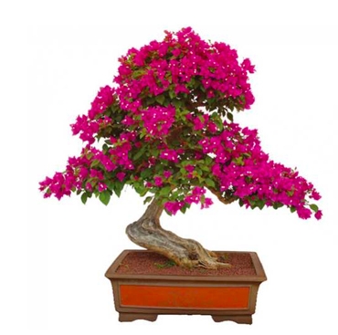 绿植养护 绿植养护