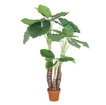 盆栽植物 盆栽植物