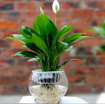 绿植租赁 绿植租赁