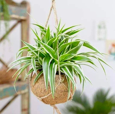 植物租赁 植物租赁