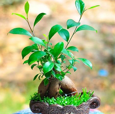 盆栽花卉 盆栽花卉