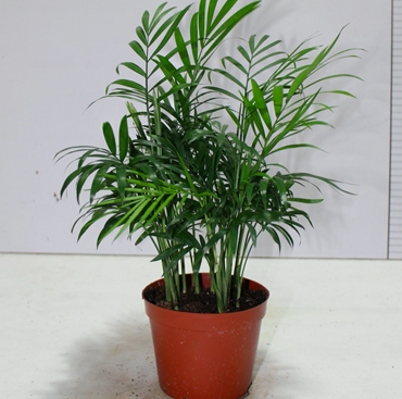 盆栽花卉 盆栽花卉