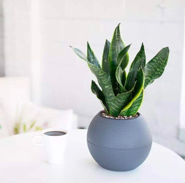 盆栽绿植 盆栽绿植